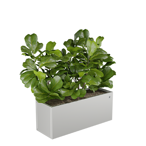 Virágágyás fehér